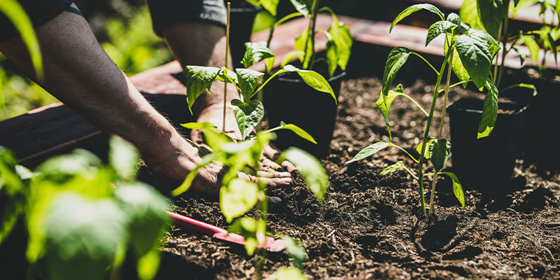 So pflanzt man Chilipflanzen in den Garten um