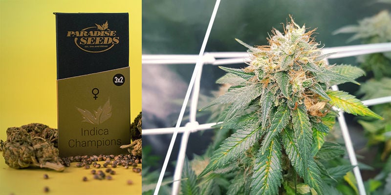 Sammelpackung Indica Champions (Paradise Seeds)