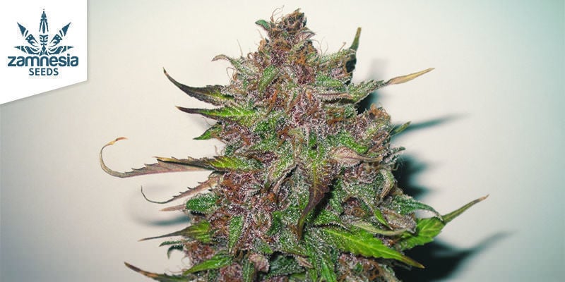 Auto Purple CousKush (Zamnesia Seeds)