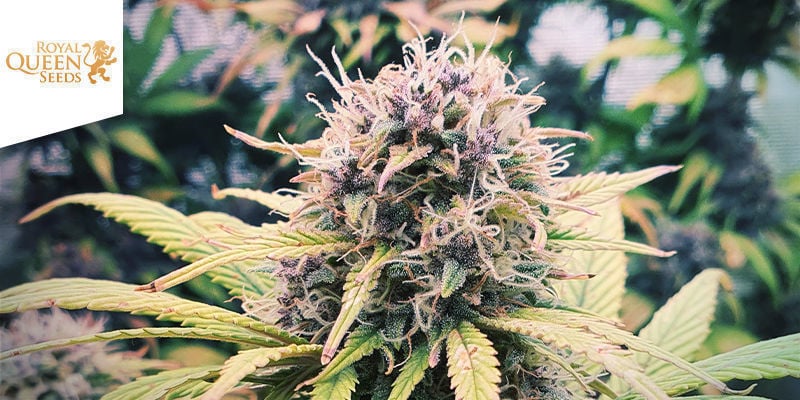 Purple Queen (Royal Queen Seeds)