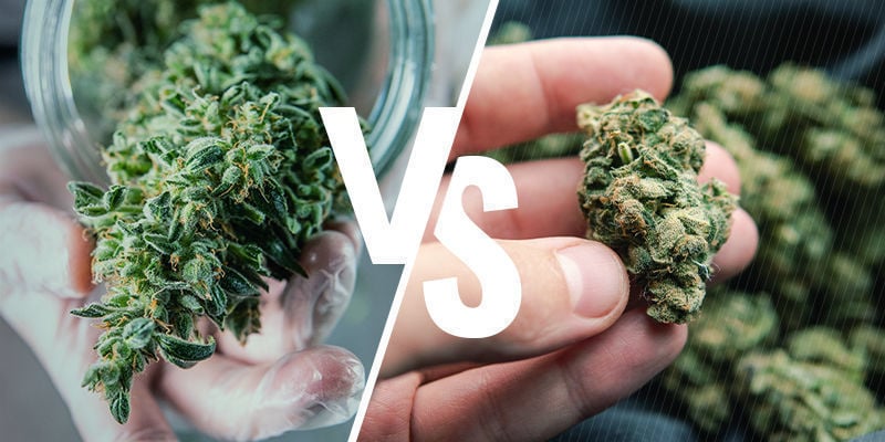 Rohes Vs. Decarboxyliertes Cannabis: Worin Besteht Der Unterschied?