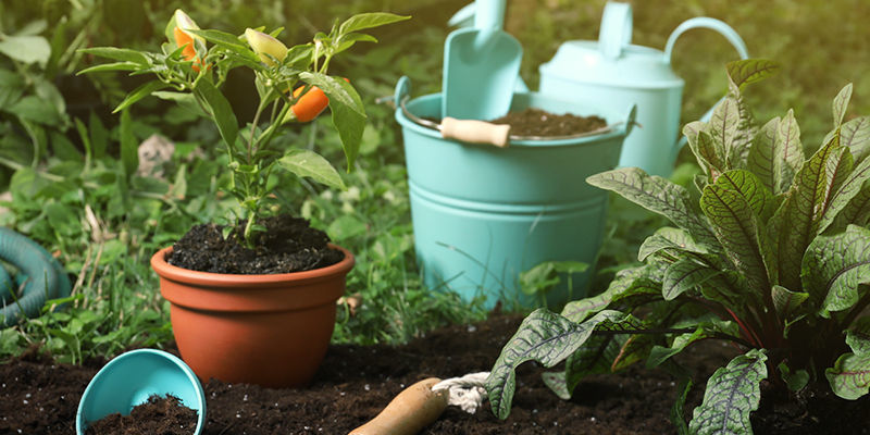 Was benötigt man, um Chilipflanzen zu überwintern?