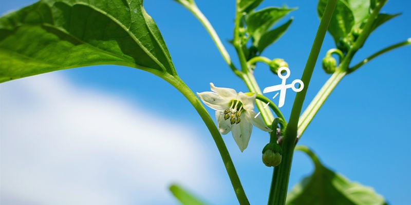 Beschneiden/Ausgeizen in der Zwischensaison