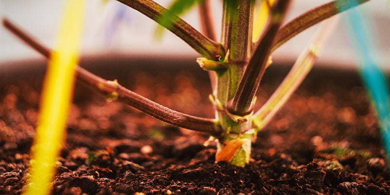 Estrés De Las Plantas