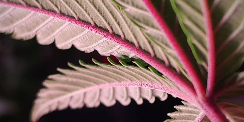 Rote oder violette Cannabisstängel – wisse, wann es Grund zur Sorge gibt