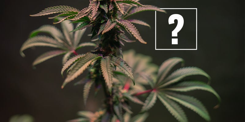 Was Verursacht Rote Und Lila Cannabisstängel?