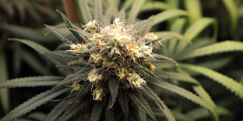 5 Cannabissorten Mit Viel Pinen