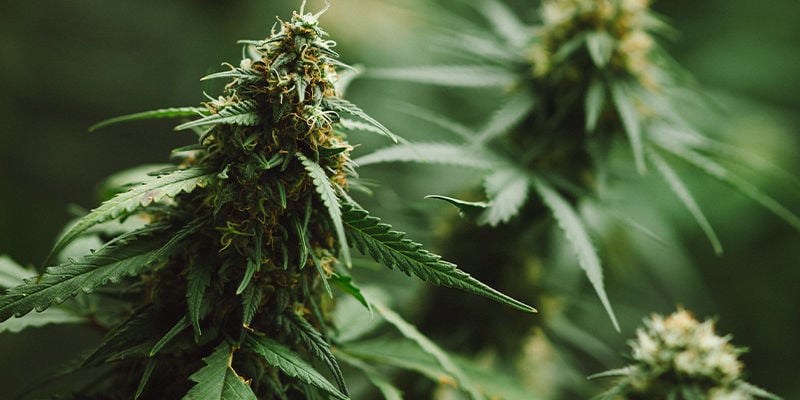 5 Cannabissorten, Die Caryophyllen Enthalten