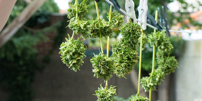 Cannabis in der Sonne trocknen