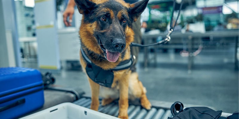 Wie Hunde an Flughäfen arbeiten