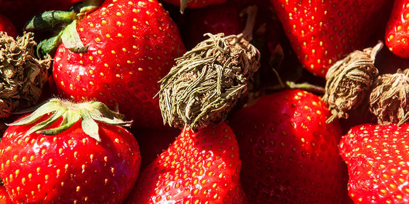 Strawberry Cough: Aroma und Wirkung