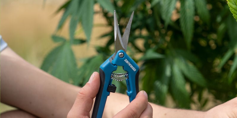 Was benötigt man für das Kappen von Cannabis?