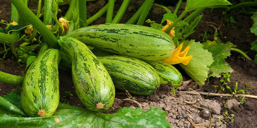 Zucchini