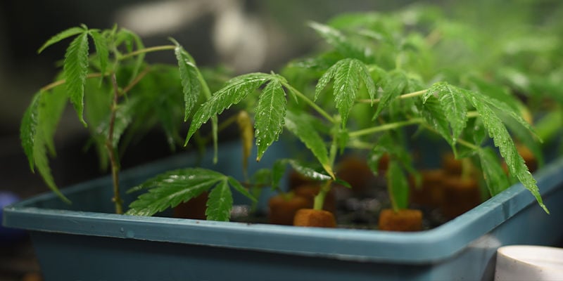 Worauf achten Züchter bei der Entwicklung von Cannabissorten?