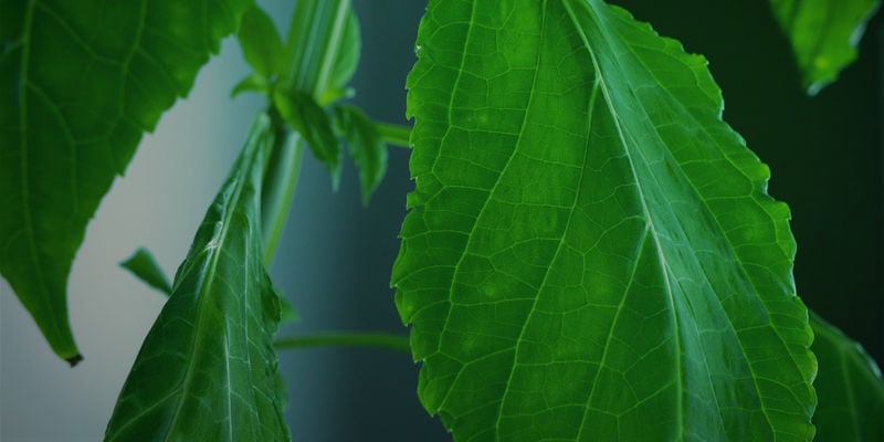 Abschließende Gedanken Zum Anbau Von Salvia Divinorum