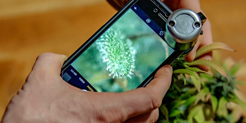 Woher weiß man, ob Crop Steering funktioniert?