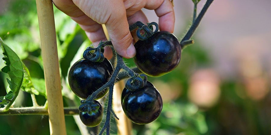 Black Cherry Tomate