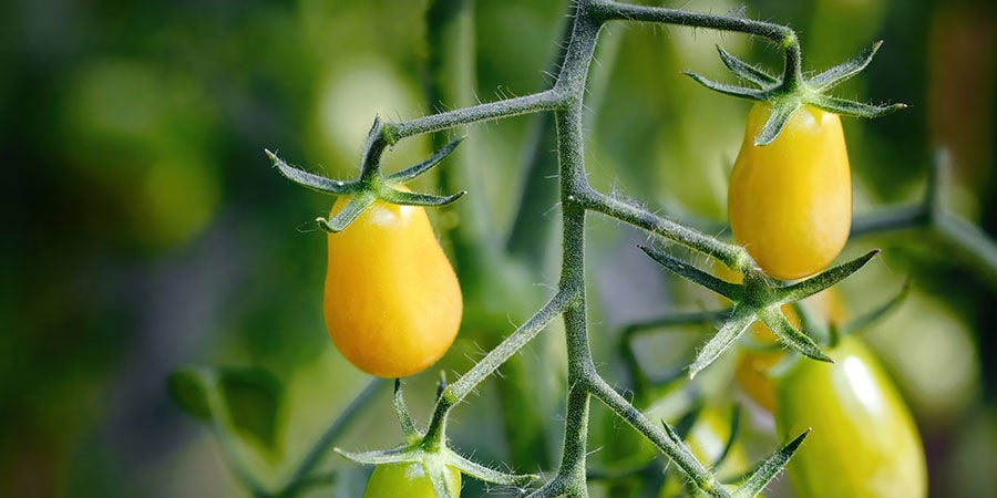 Birnenförmige Gelbe Cherrytomate