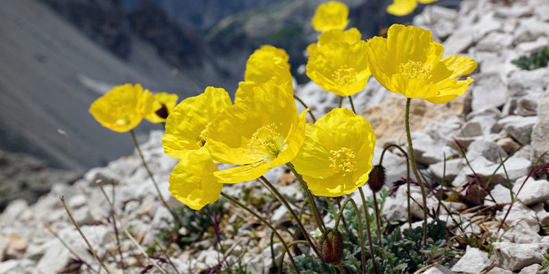 Alpen-Mohn (Papaver Alpinum)