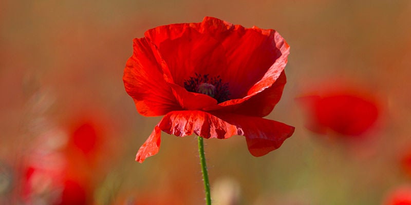 Klatschmohn (Papaver Rhoeas)