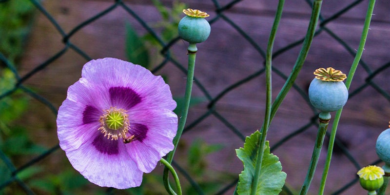 Schlafmohn (Papaver Somniferum)