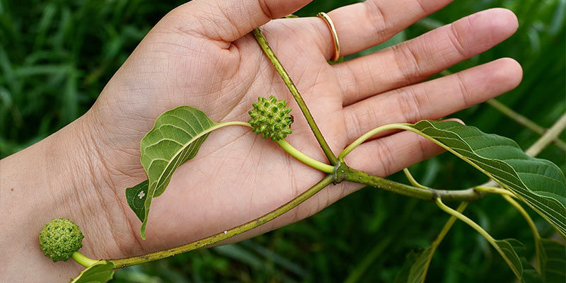 Die Geschichte Von Kratom