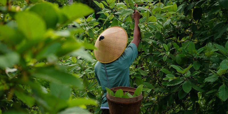 Die Geschichte von Kratom
