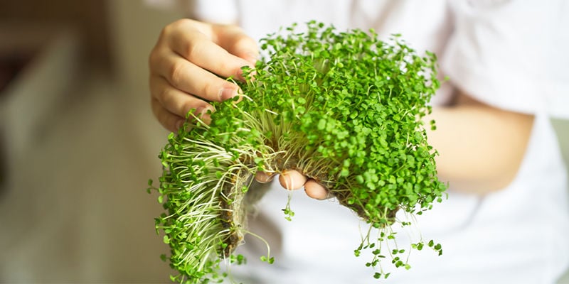 Können Microgreens zu voller Größe heranwachsen?