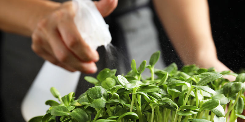 Wie man Microgreens zu Hause anbaut