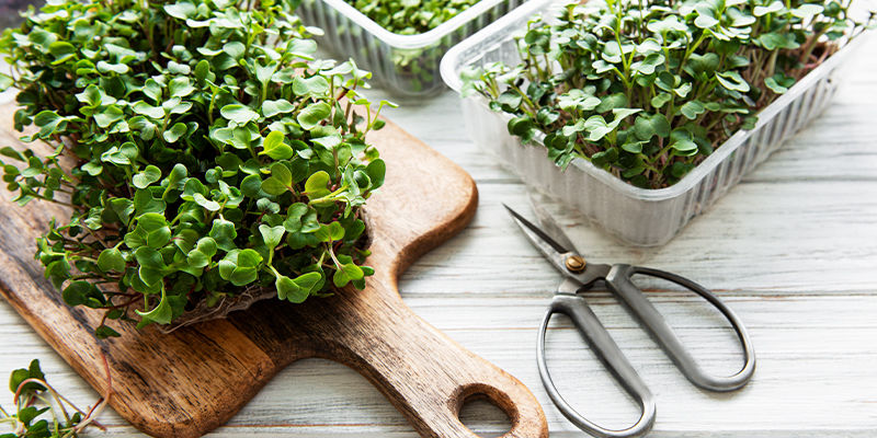 Microgreens: Keimlinge voller Nutzen