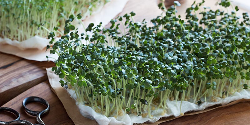 Was versteht man unter Microgreens?