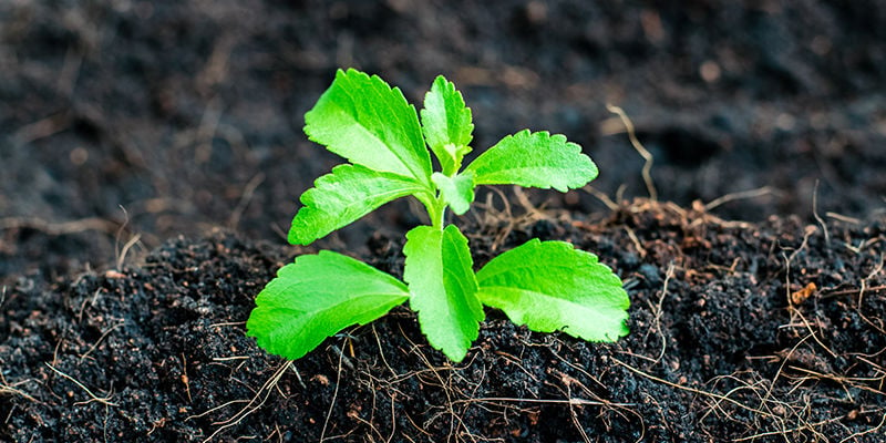 Wie Baut Man Stevia An?