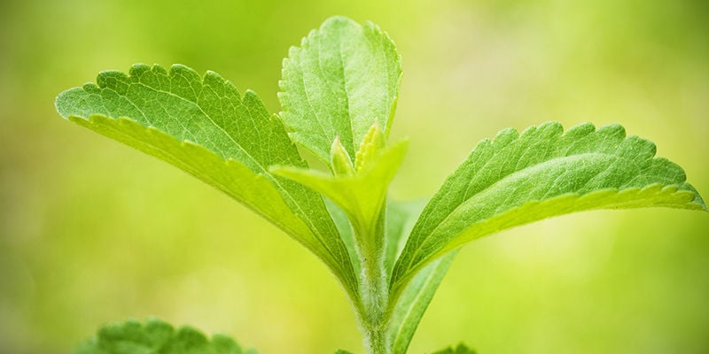 Stevia: Eine Wertvolle Ergänzung Für Deinen Garten Und Deine Ernährung