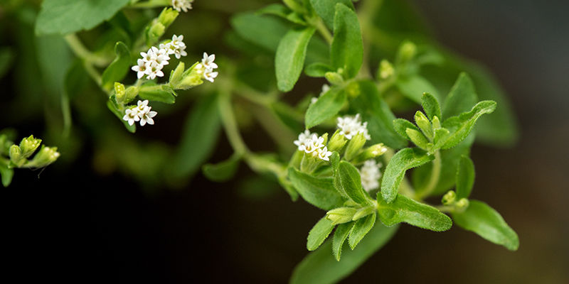 Was Ist Stevia?