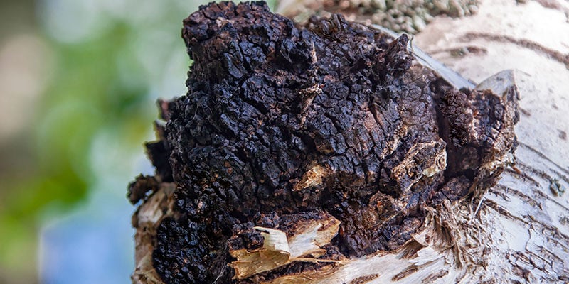 Chaga