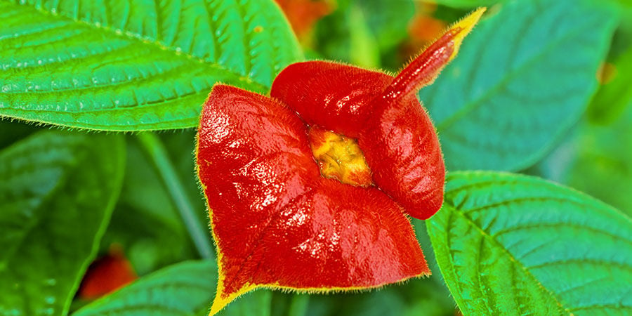 Kussmund/Heiße Lippen Pflanze/Psychotria Elata