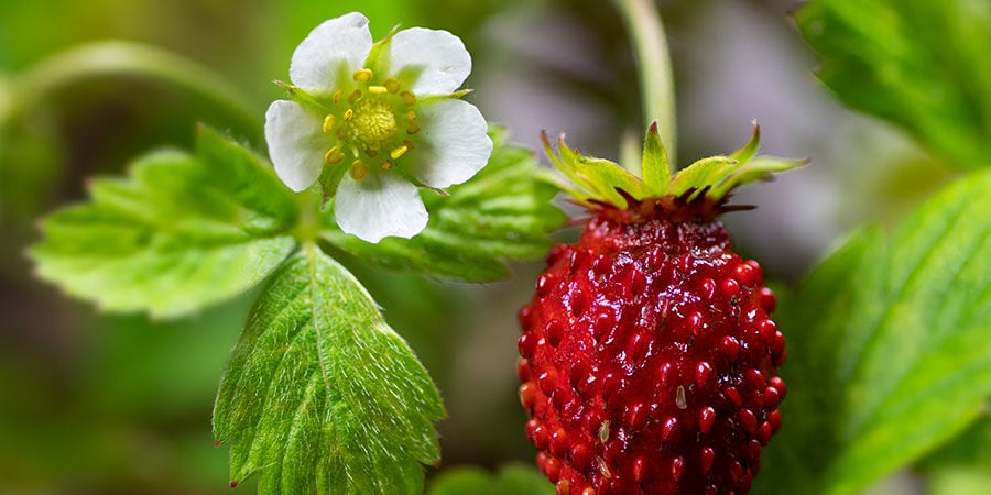 Wald-Erdbeeren