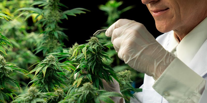 Wie Man HpLVd In Cannabis Verhindert