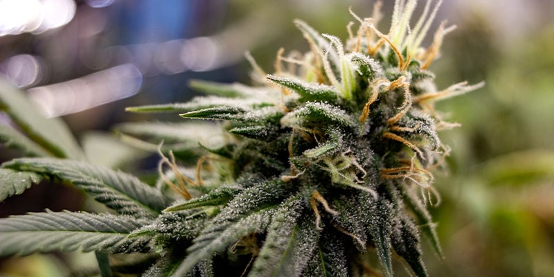 Was Sind Triploide Bei Cannabis?