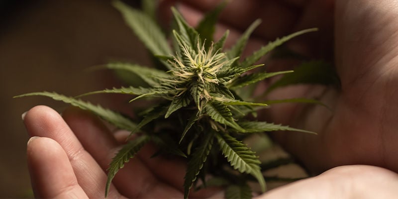 Warum Tetraploide Und Triploide Die Cannabiszucht Potenziell Revolutionieren Könnten