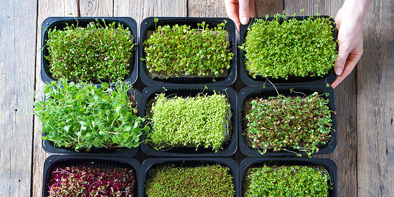 Sind Microgreens Das Gleiche Wie Sprossen?