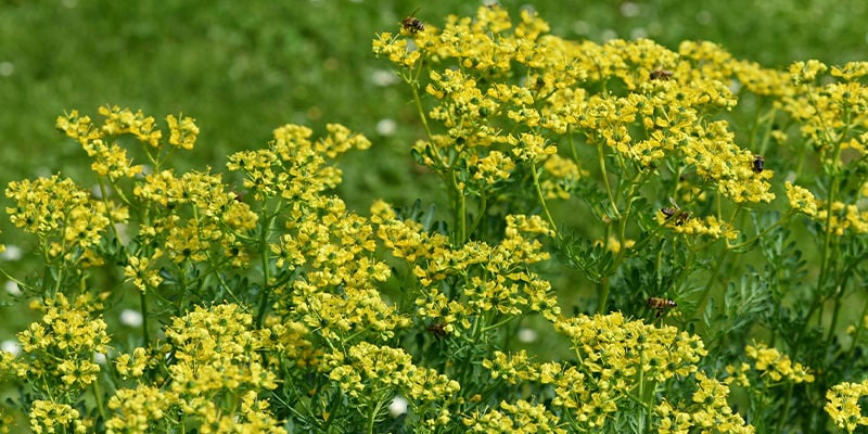 Wann und wie man Weinraute (Ruta graveolens) anbaut