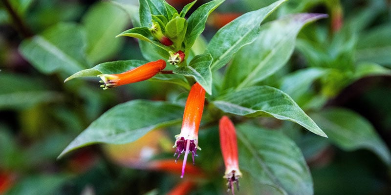 Köcherblümchen