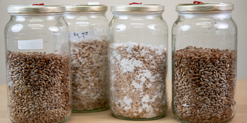 Warum Eine Sporenspritze Für Magic Mushrooms?