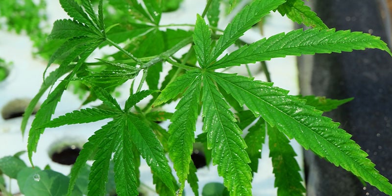 Welches Hydrokultursystem eignet sich am besten für Cannabis?