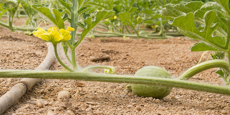 Pflege von Melonenpflanzen