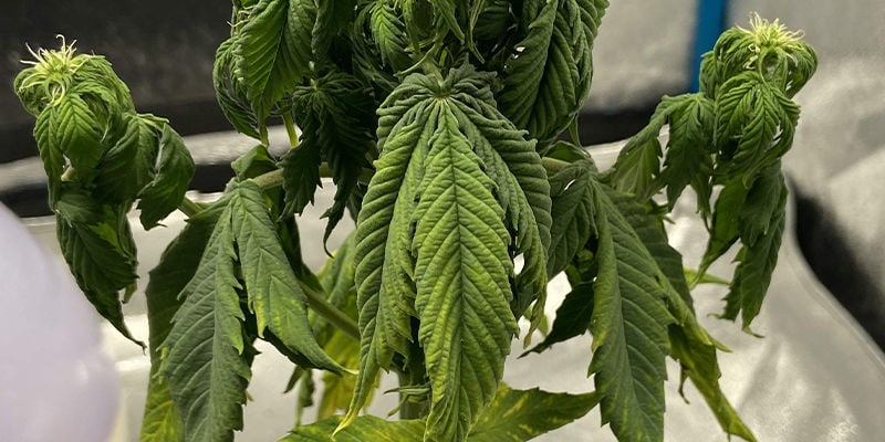 Krallenbildung bei Cannabispflanzen: Ein verräterisches Zeichen dafür, dass etwas nicht stimmt