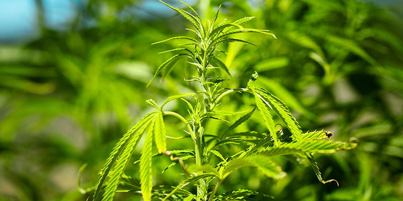 Was sind die häufigsten Ursachen dafür, dass Cannabisblätter sich kräuseln?