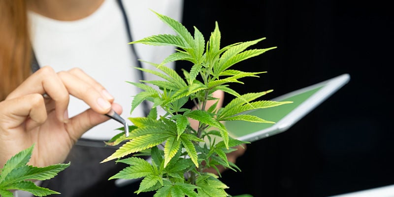 Welchen Rekord wird die Cannabisbranche als Nächstes brechen?