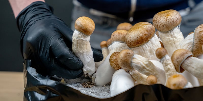 Ernte deine Pilze, sobald sie reif sind